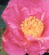 ...Last year's first camellia...