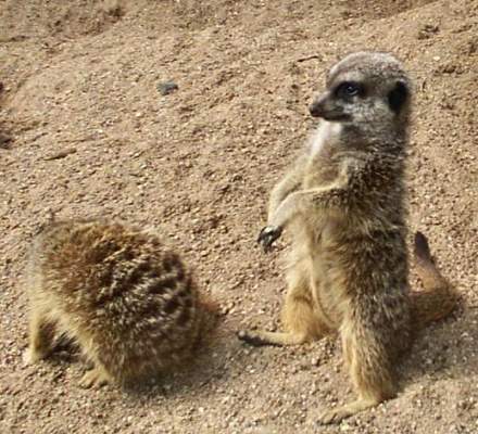 meercats