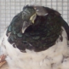 A fat and unknown bird.