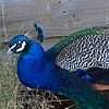 The gorgeous peacock.