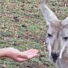 Alex feeding a disdainful roo.