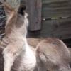 The same mother kangaroo and joey.