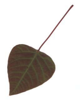 One leaf