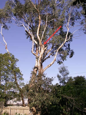 Tall gum showing favourite nesting site