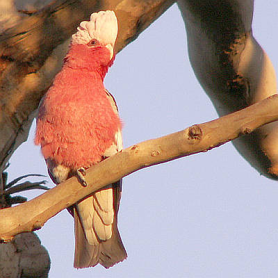 Perching galah