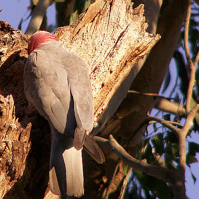 Galah working on nest hole