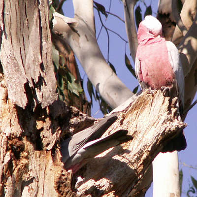 Galah working inside nest hole