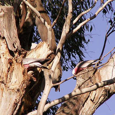 Two galahs, one working