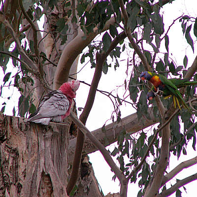 Rainbow lorikeets approach galah nesting site