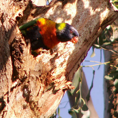 Rainbow lorikeet leaving nest hole