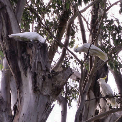 White cockatoos