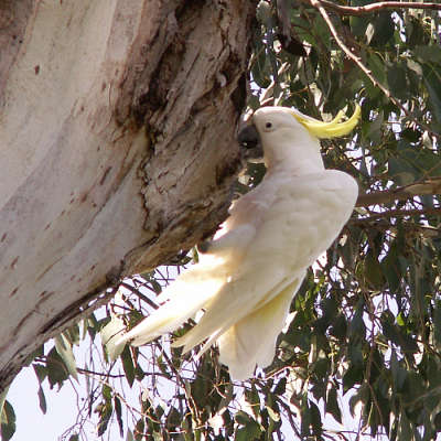 Sulphur-crested cocky tearing at bark