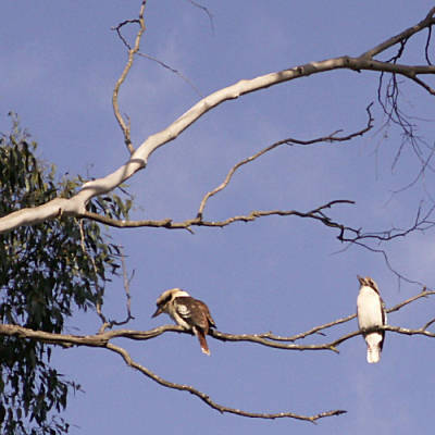 Laughing kookaburras on bare branches