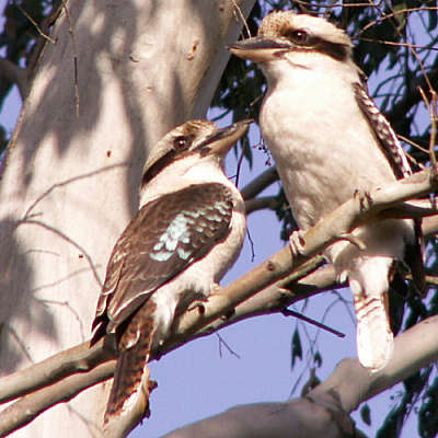 Pair of laughing kookaburras