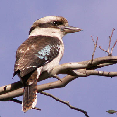 Perching kookaburra