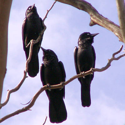 Three ravens