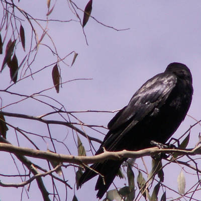 Australian raven, showing glossy plumage