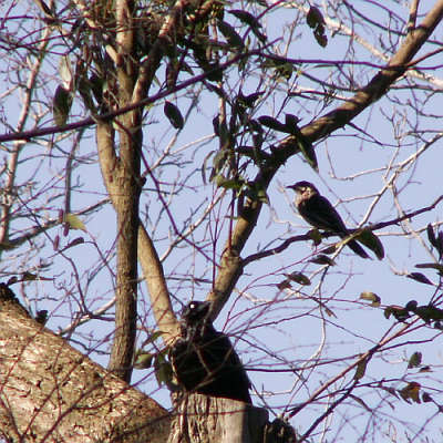 Wattle bird in gum tree