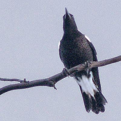 Perching Australian magpie