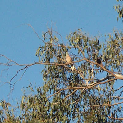 Spotted dove high in gum tree