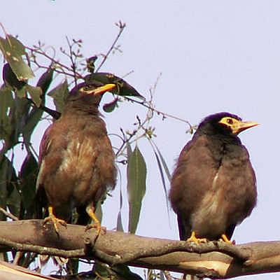 Indian mynas—they're everywhere
