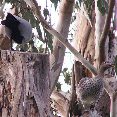 Pair of Australian wood ducks