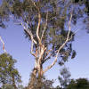 Habitat tree from back garden