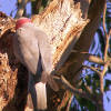 Galah digging out a nesting place