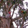Rainbow lorikeets try to take over galahs' nesting site