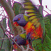 Lorikeets are being hostile and threatening