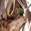 Lorikeets have taken over galahs' nesting site
