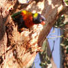 Rainbow Lorikeet (Trichoglossus haematodus)