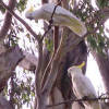 Sulphur-crested Cockatoo (Cacatua galerita)