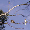 Kookaburra (Dacelo novaeguineae)