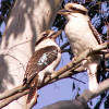 Kookaburra (Dacelo novaeguineae)