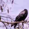 Australian Raven (Corvus coronoides)