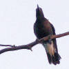 Australian Magpie (Cracticus tibicen)