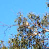 Spotted Dove (Streptopelia chinensis)