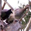 Australian Wood Duck (Chenonetta jubata)