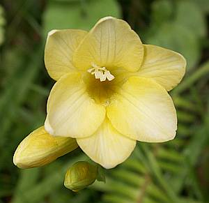 freesia image