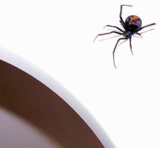 A redback on the toilet seat