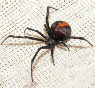 Redback spider, Latrodectus hasselti