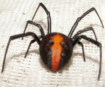 Redback spider from rear, showing the bright central marking