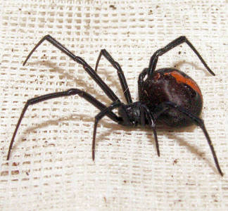 Redback spider, side view