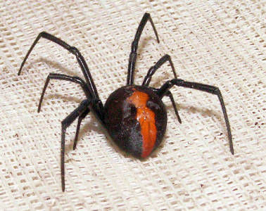 Redback spider; another view from the back