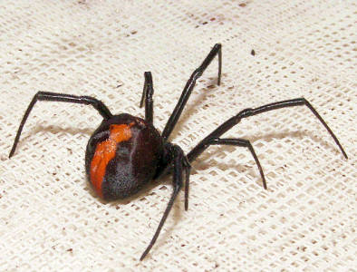 Redback spider