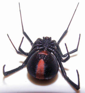 Dead redback spider lying on its back