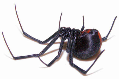 Side view of upside-down redback spider