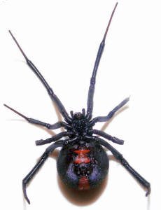 Underside of female redback, showing the supposedly hour-glass shaped marking