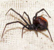 Redbacks and black widows are closely related